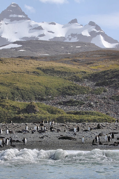 SGeorgia_SalisburyPlain_5027 (1).jpg - A large King Penguin colony and rookery at Salisbury Plain, north coast of South Georgia